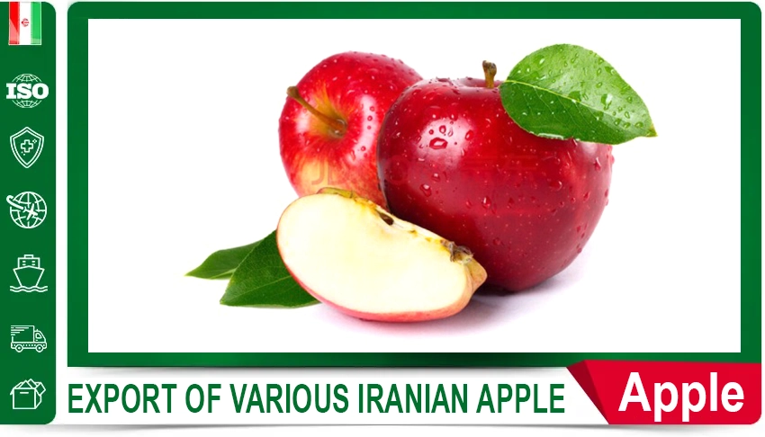 Iranian Celery Fresh Celery Iranian Vegetables HACCP Certified