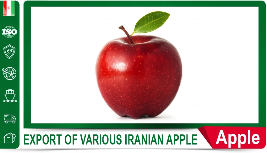 Sweet Corn Export Quality fresh product Global Markets Trusted Partner