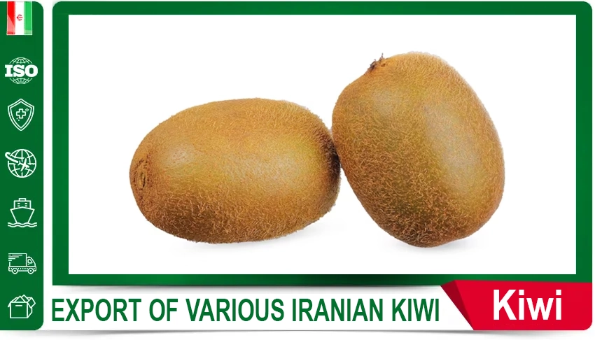 Iranian Celery Fresh Celery Iranian Vegetables HACCP Certified