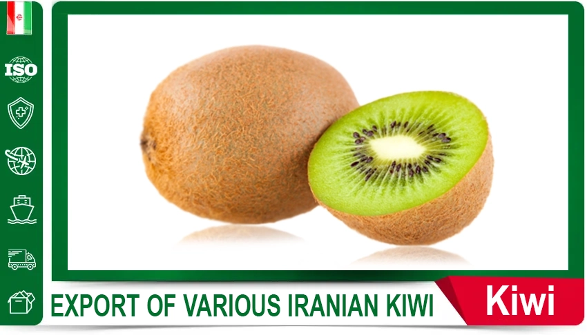 Sweet Corn Export Quality fresh product Global Markets Trusted Partner