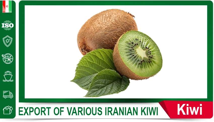 Iranian Export Melons Fruit Export Fresh Produce Long-Distance Shipping
