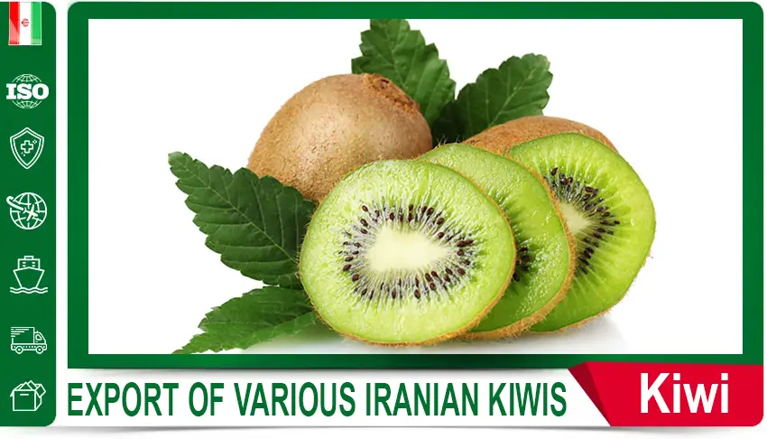 Iranian cherries,
Iranian cherry supplier,
export Iranian cherries,
buy Iranian cherries,
price of Iranian cherries