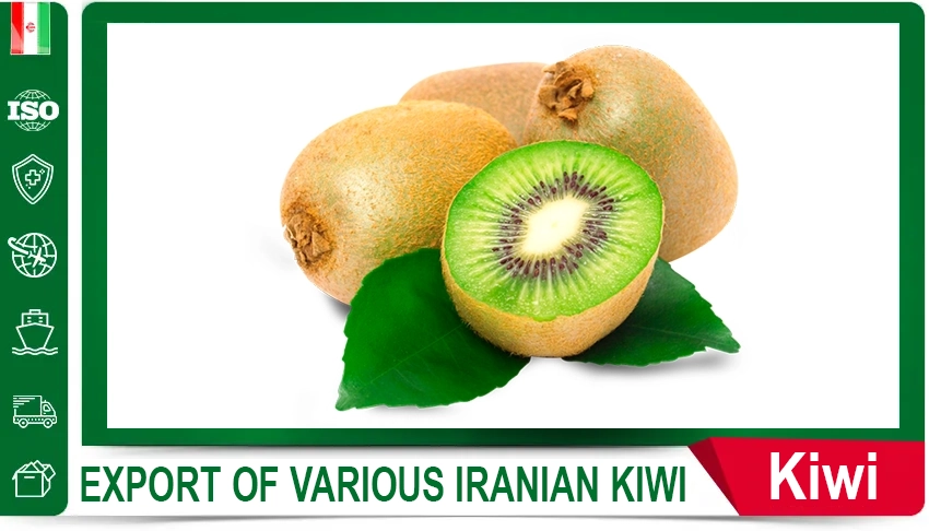 Romaine Lettuce Fresh Produce Export & Logistics Iranian Vegetables Quality Certifications