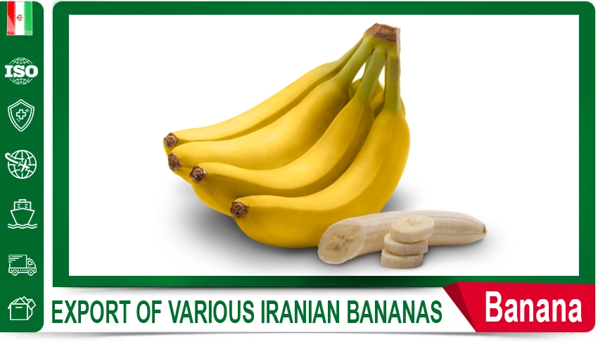 Iranian Export Melons Fruit Export Fresh Produce Long-Distance Shipping