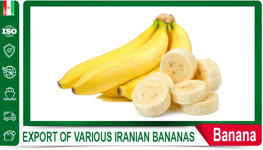 Iranian Celery Fresh Celery Iranian Vegetables HACCP Certified