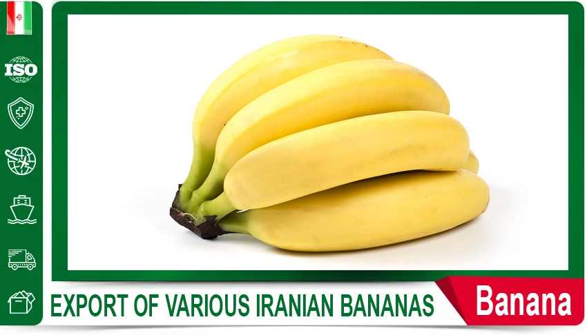 Romaine Lettuce Fresh Produce Export & Logistics Iranian Vegetables Quality Certifications