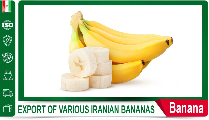 Sweet Corn Export Quality fresh product Global Markets Trusted Partner